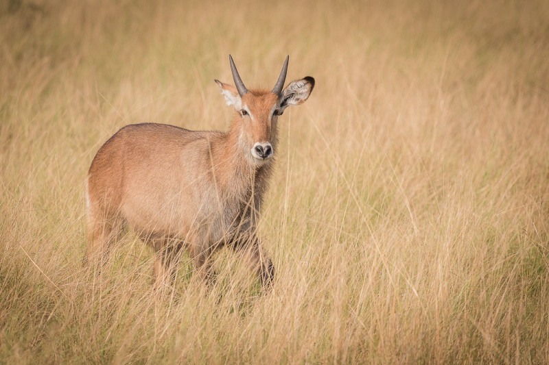 35 Oeganda, Queen Elizabeth NP, waterbok.jpg